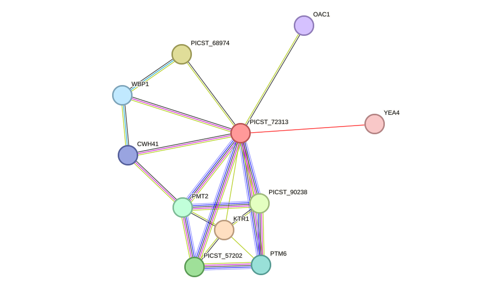 STRING protein interaction network