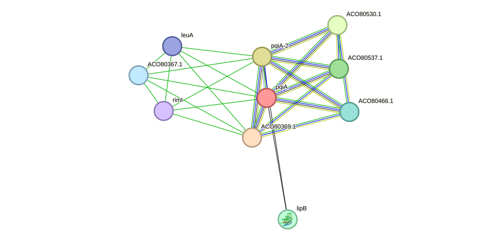 STRING protein interaction network