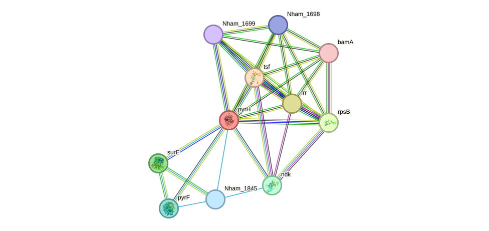 STRING protein interaction network