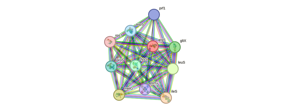 STRING protein interaction network