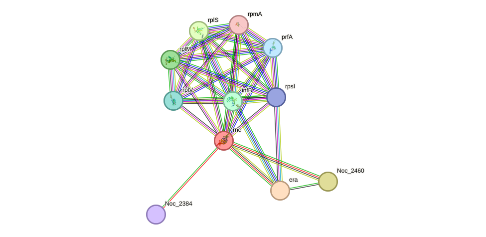 STRING protein interaction network