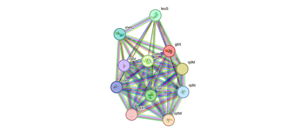 STRING protein interaction network