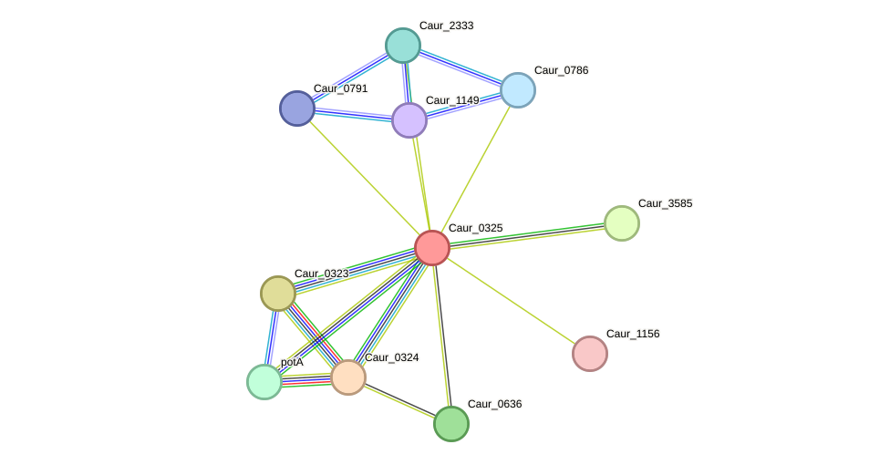 STRING protein interaction network