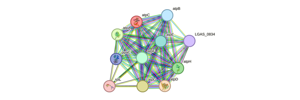 STRING protein interaction network