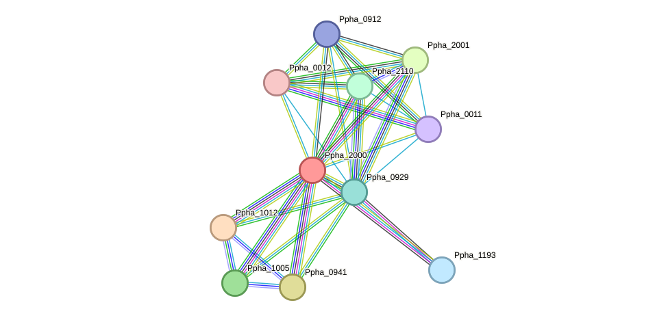 STRING protein interaction network