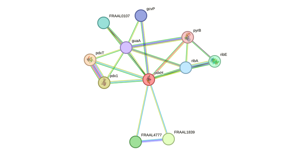 STRING protein interaction network