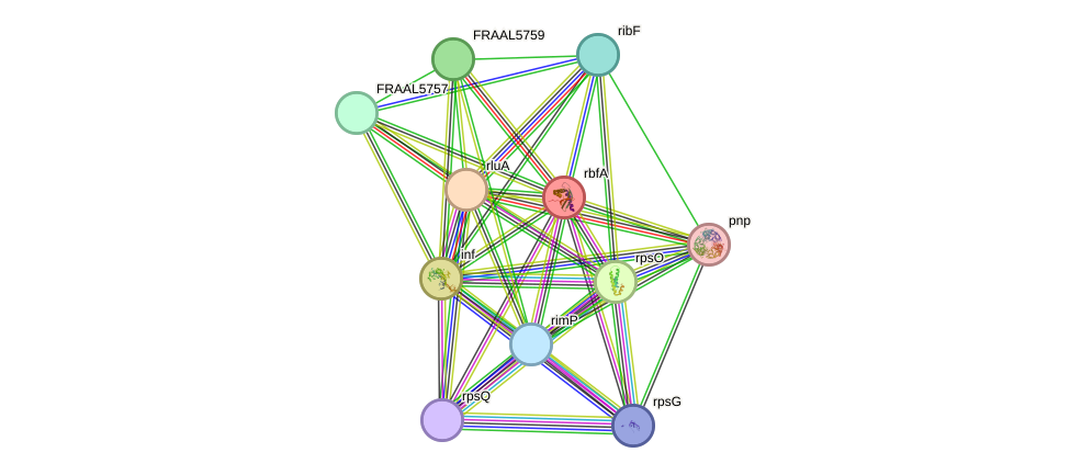 STRING protein interaction network