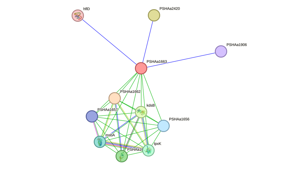 STRING protein interaction network