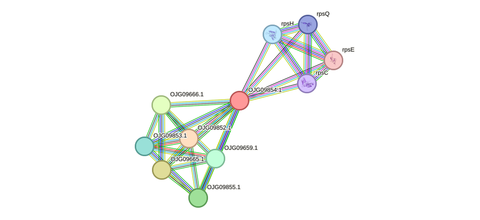 STRING protein interaction network