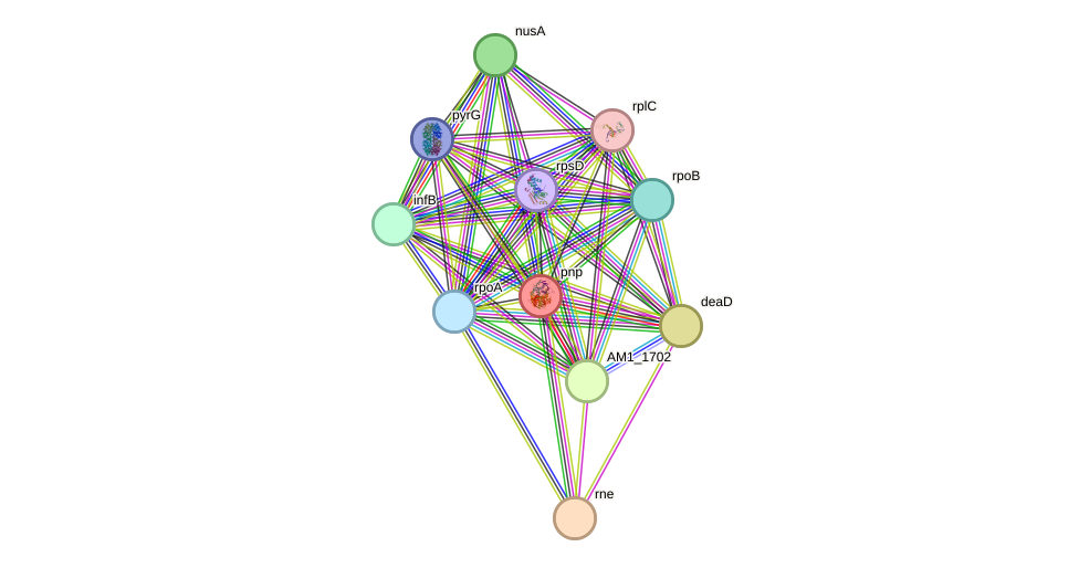 STRING protein interaction network