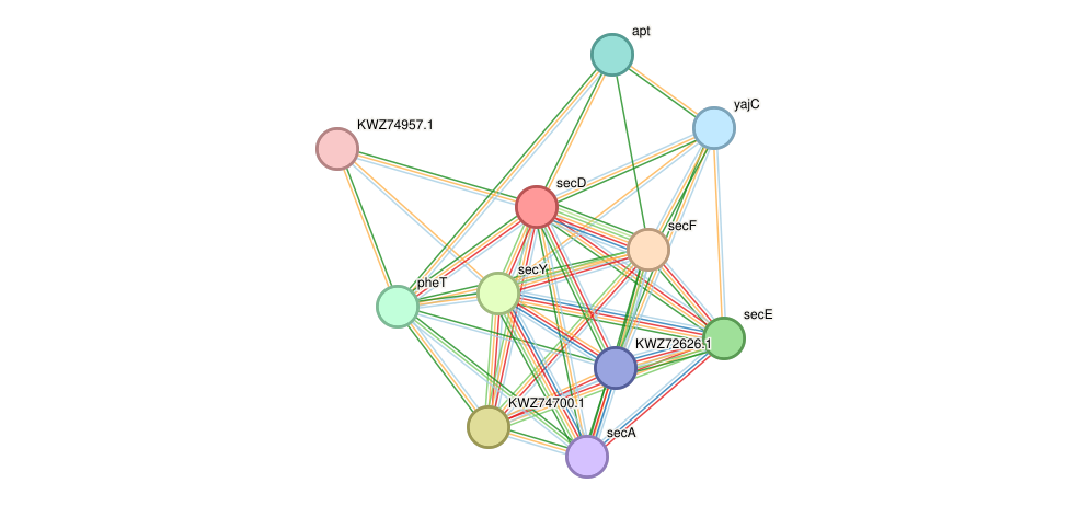 STRING protein interaction network