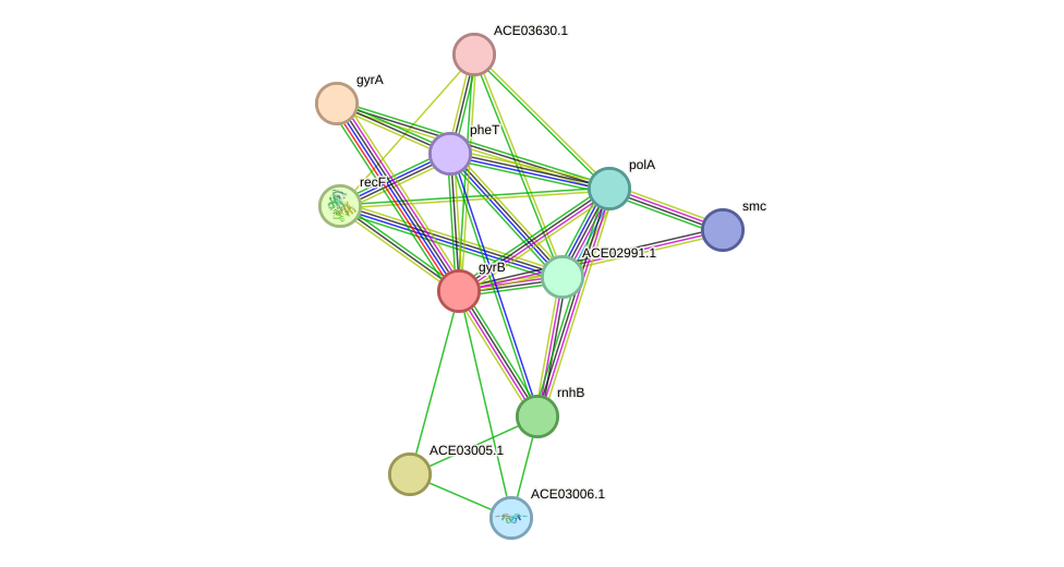 STRING protein interaction network