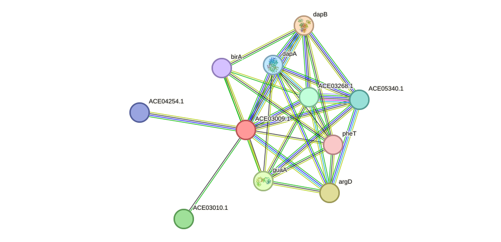 STRING protein interaction network