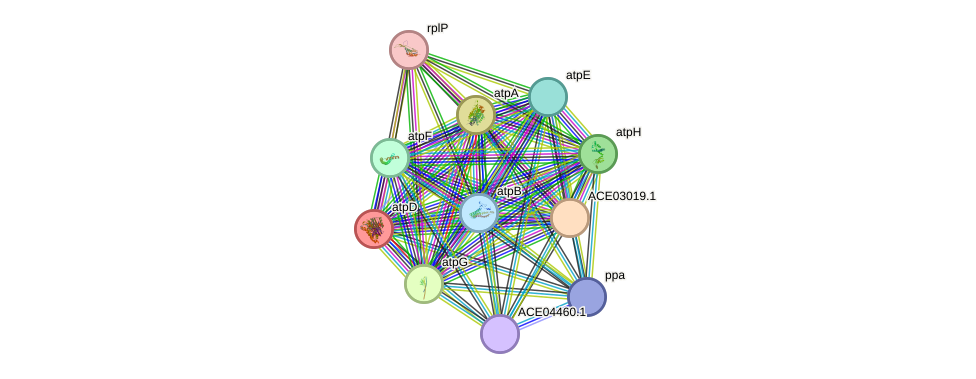 STRING protein interaction network
