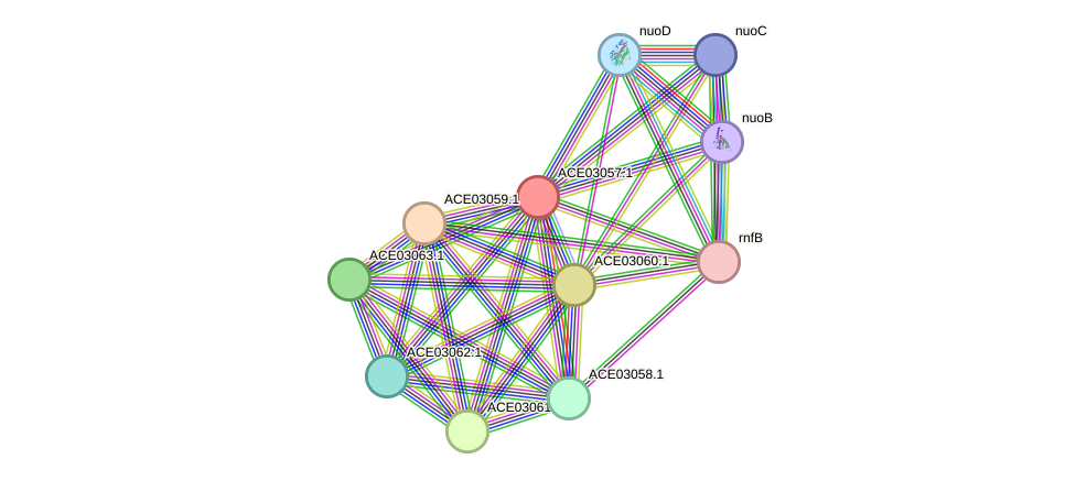 STRING protein interaction network