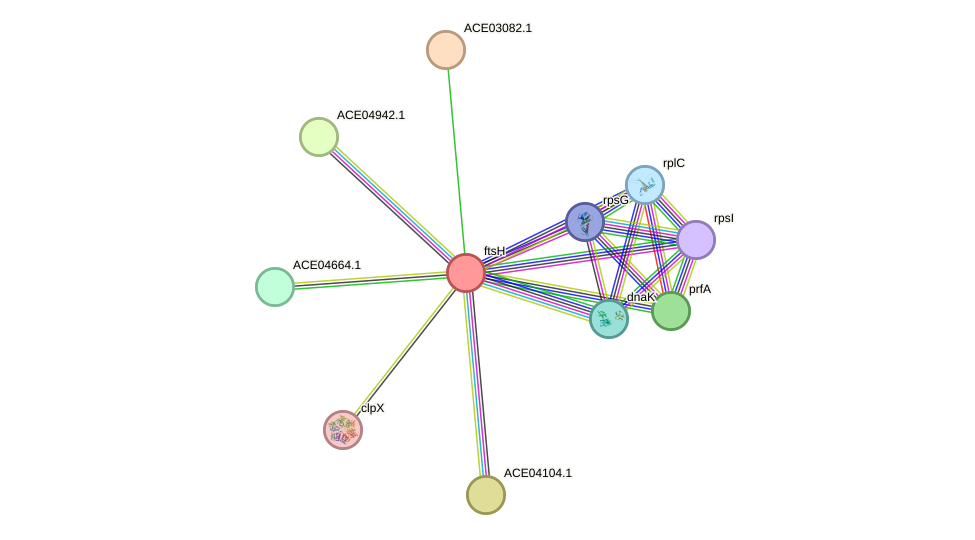 STRING protein interaction network
