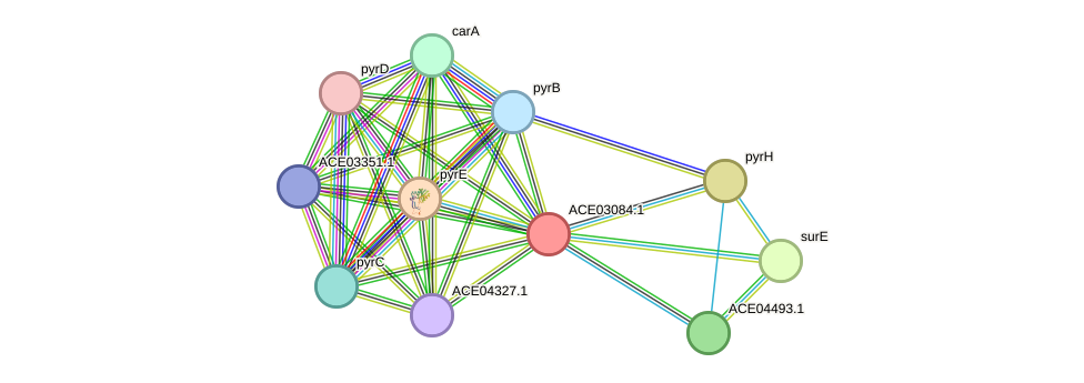 STRING protein interaction network