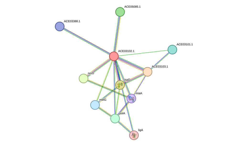 STRING protein interaction network