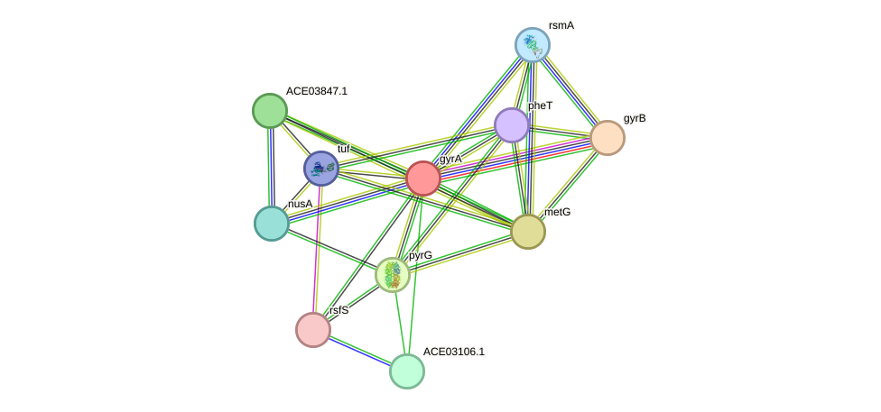 STRING protein interaction network