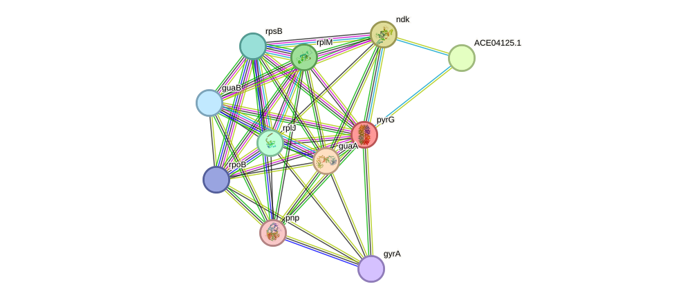 STRING protein interaction network