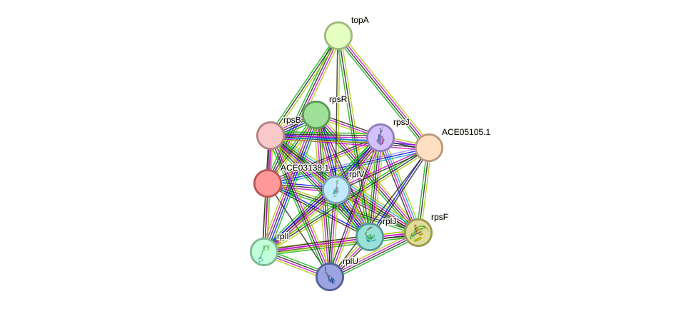 STRING protein interaction network