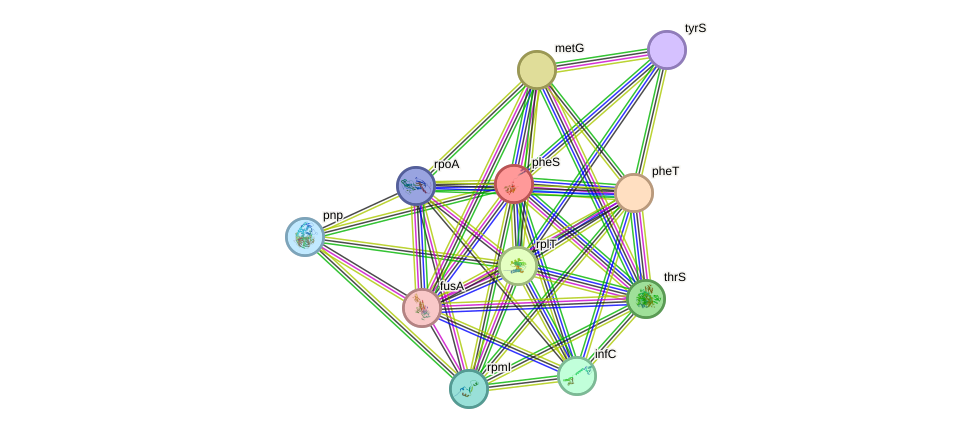 STRING protein interaction network
