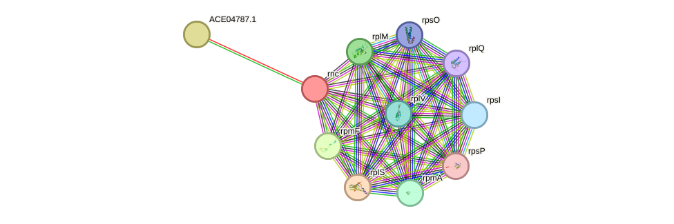 STRING protein interaction network