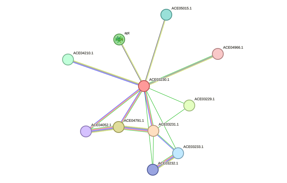 STRING protein interaction network