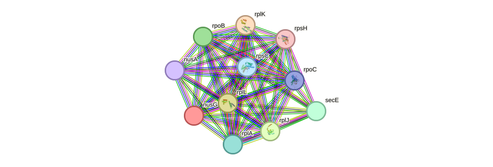 STRING protein interaction network