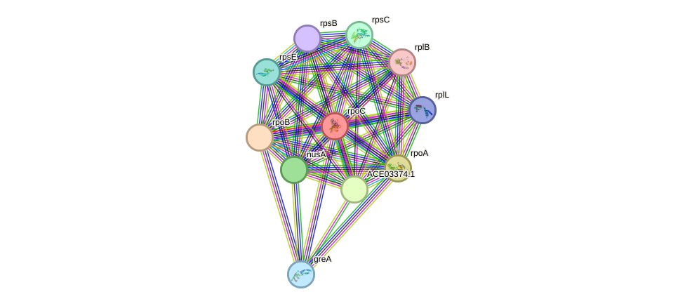 STRING protein interaction network