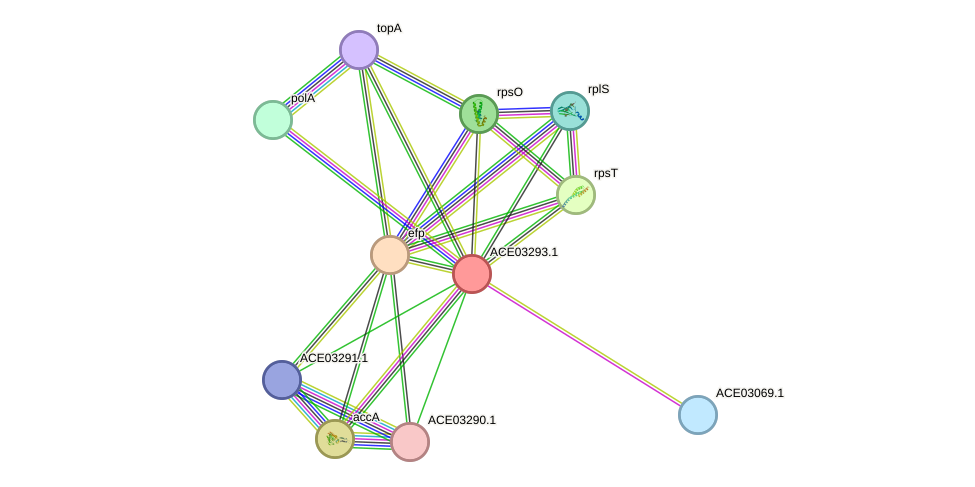 STRING protein interaction network