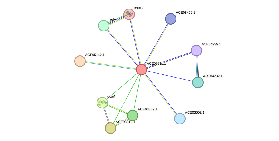 STRING protein interaction network