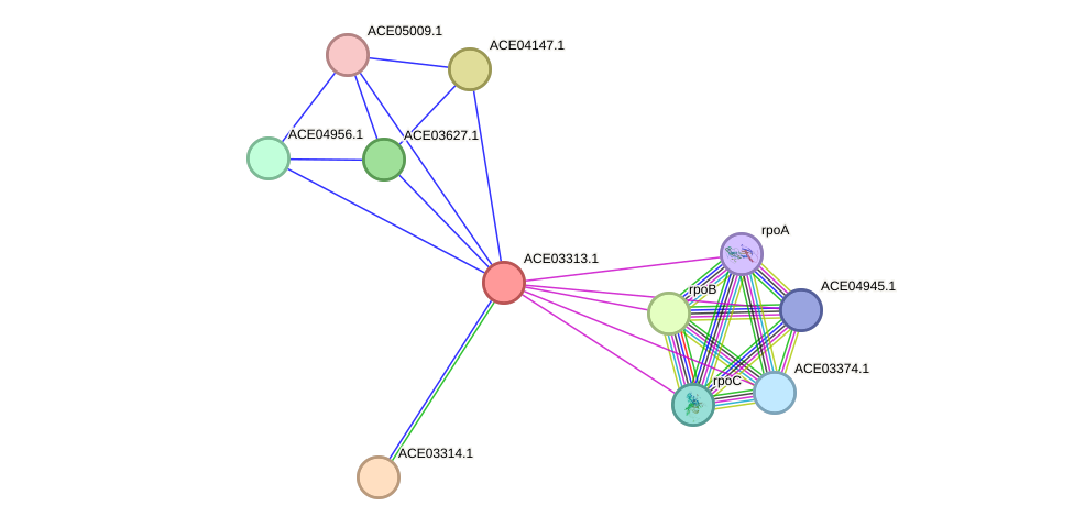 STRING protein interaction network