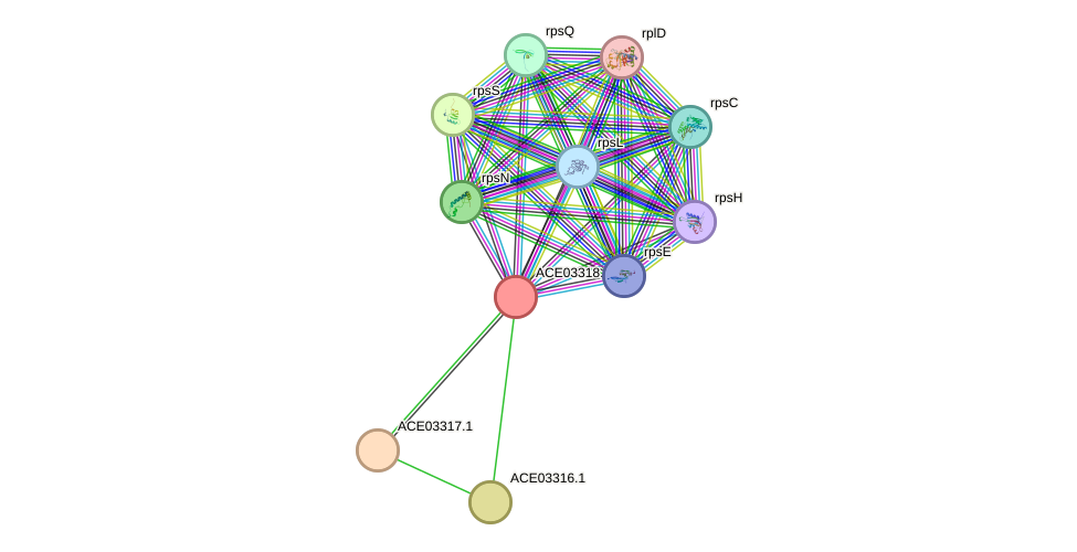 STRING protein interaction network