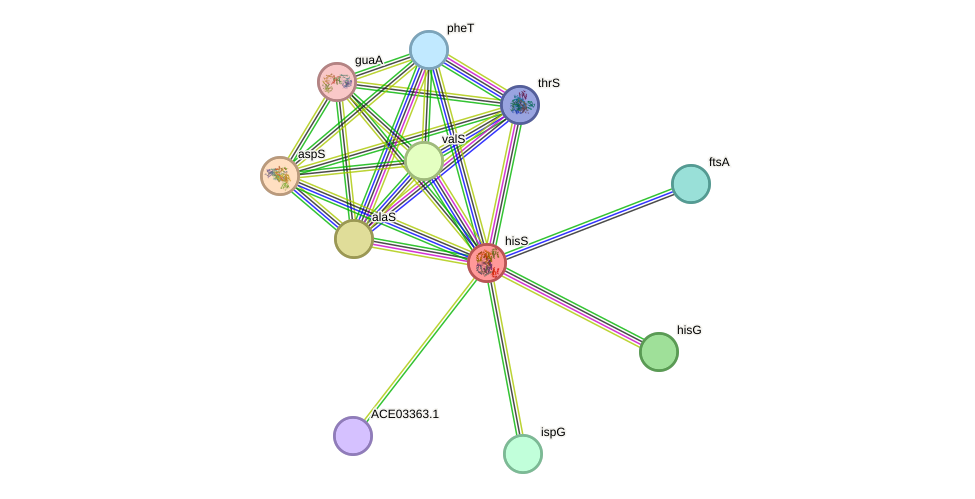 STRING protein interaction network
