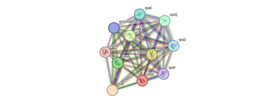 STRING protein interaction network