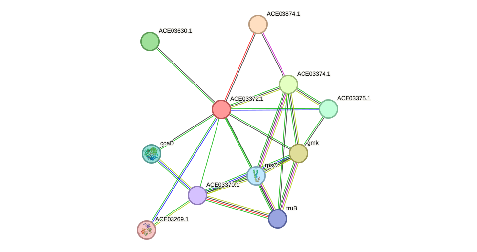 STRING protein interaction network