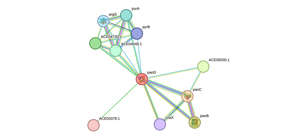 STRING protein interaction network