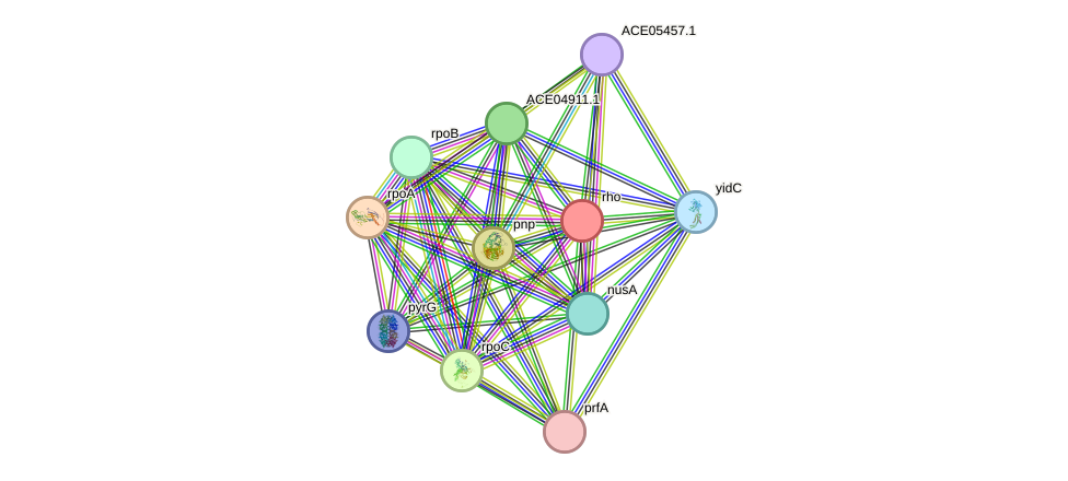 STRING protein interaction network