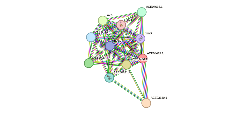 STRING protein interaction network