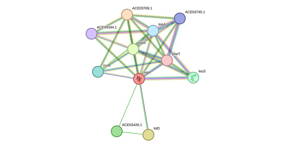 STRING protein interaction network