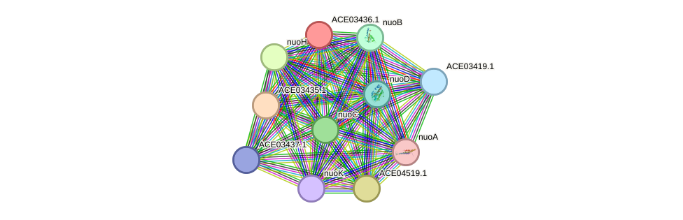 STRING protein interaction network