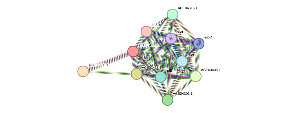 STRING protein interaction network