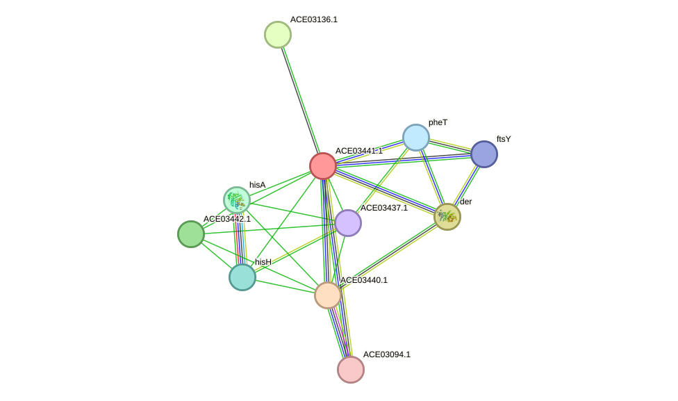 STRING protein interaction network