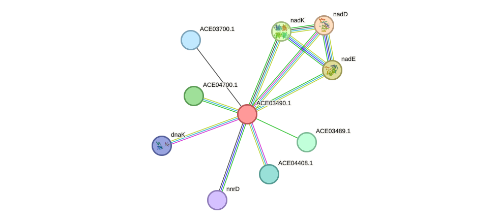 STRING protein interaction network