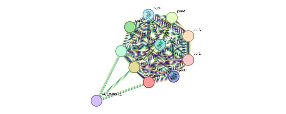 STRING protein interaction network