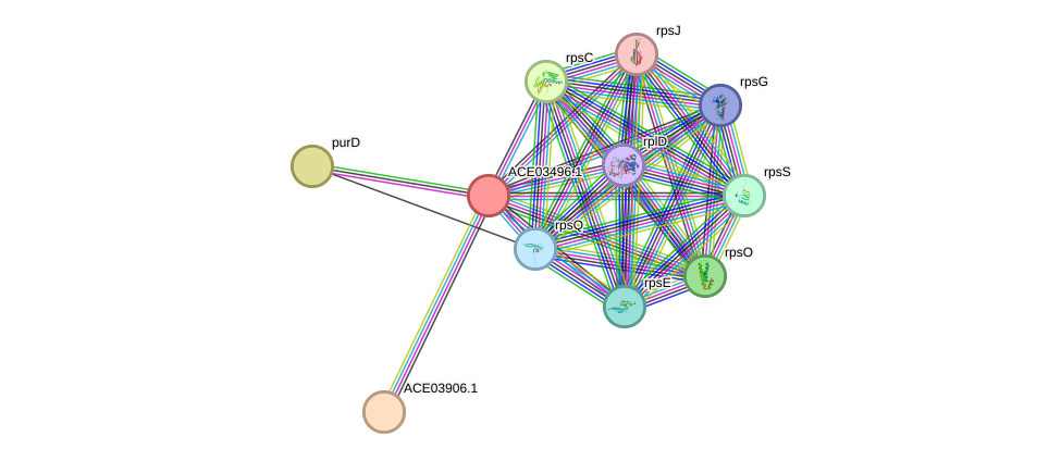 STRING protein interaction network