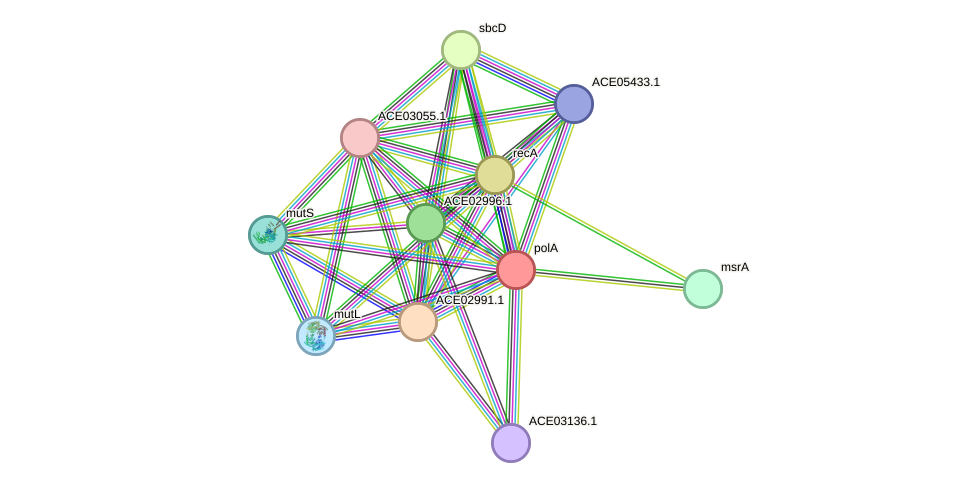 STRING protein interaction network