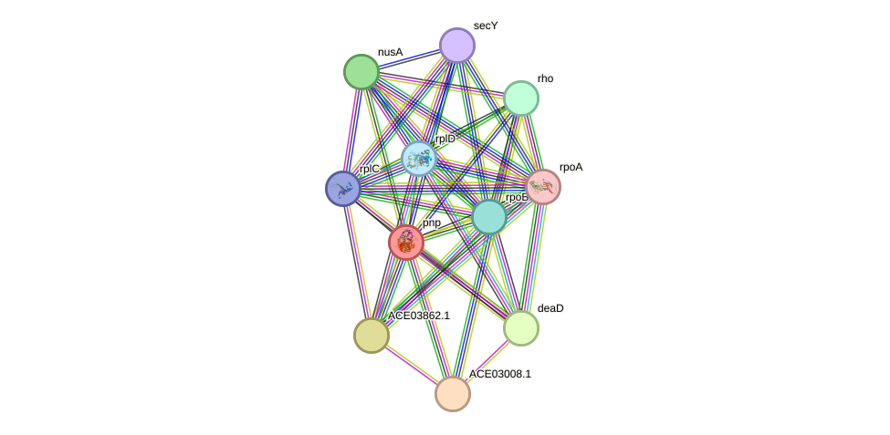 STRING protein interaction network