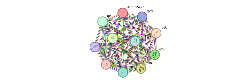 STRING protein interaction network